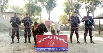পঞ্চগড় সীমান্তে বিজিবির অভিযানে ভারতীয় গরু আটক