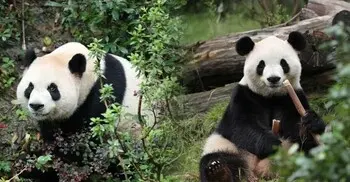 ‘পান্ডা ডিপ্লোমেসি’: চীন-মার্কিন সম্পর্কে নতুন সমীকরণ