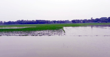 নেত্রকোণায় পানির নিচে ১১ হাজার হেক্টর আমনক্ষেত