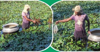 পানিফল চাষে কম খরচে বেশি লাভ