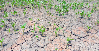 খরায় পাটক্ষেত ফেটে চৌচির