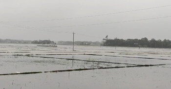 কলাপাড়ায় ভেসে গেছে সাড়ে ৫ হাজার ঘের-পুকুরের মাছ