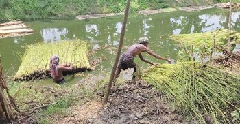 দুশ্চিন্তায় ফরিদপুরের পাট চাষিরা