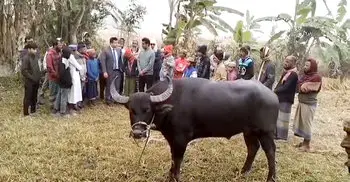 মহিষের লড়াই দেখতে মানুষের ভিড়, প্রশাসনের বাধায় স্থগিত