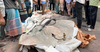 পটুয়াখালীতে ৪৯৮ কেজির পাঁচ শাপলাপাতা মাছ জব্দ