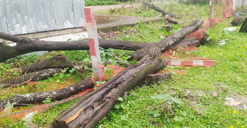 আদালত চত্বরের গাছ কাটার অভিযোগে এসিল্যান্ডের বিরুদ্ধে মামলা
