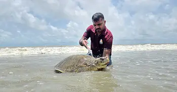 কুয়াকাটা সৈকতে মিললো বিরল প্রজাতির ‘অলিভ রিডলি’ কচ্ছপ