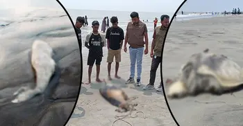 কুয়াকাটা সৈকতে ১৪ দিনে ভেসে এলো ৩ মৃত কচ্ছপ-ডলফিন