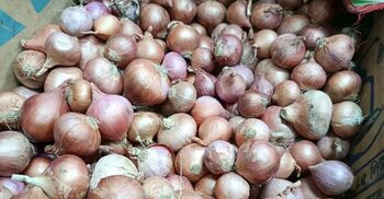 পেঁয়াজের কেজি ১৪০