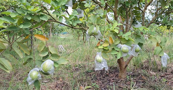 ফেনীর পতিত জমিতে পেয়ারা চাষে অপার সম্ভাবনা