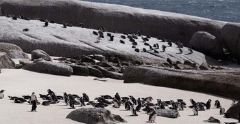 আফ্রিকার উপকূলে খাদ্য সংকট, ৬০ হাজার পেঙ্গুইনের মৃত্যু