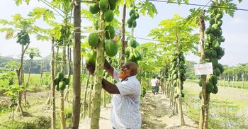 পেঁপে চাষে সফল অধ্যাপক মোস্তফা কামাল, বছরে আয় ১০ লাখ