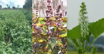 ভোজ্যতেলের চাহিদা কমাবে ‘পেরিলা’, হতে পারে রপ্তানি