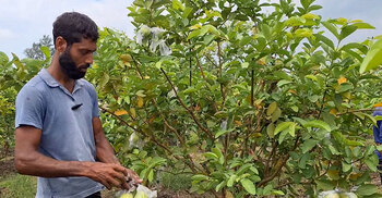 ফেনীর পতিত জমিতে পেয়ারা চাষে অপার সম্ভাবনা