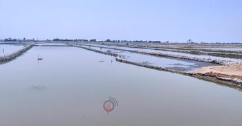 লবণের বিষে অস্তিত্ব সংকটে উপকূলের কৃষি