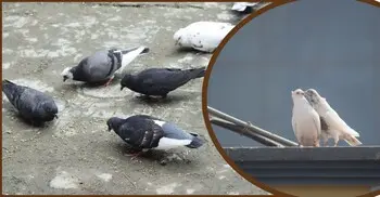 ছাদ থেকে খামার: কবুতর পালনে অর্থনৈতিক সমৃদ্ধির নতুন দিগন্ত