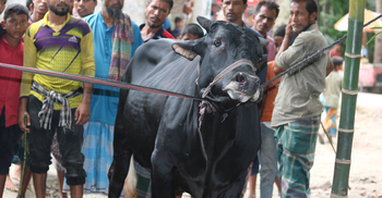 গতবছর যে গরুর দাম ছিল ৮০ হাজার, এবার তা ১ লাখ ২০