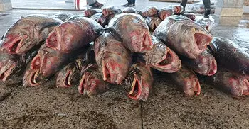 পিরোজপুরে ধরা পড়লো ১০ লাখ টাকার লাক্ষা