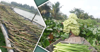 এক মণ কচুরিপানা বিক্রির টাকায় মিলছে দুই মণ ধান