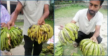 পিরোজপুরে স্কুল ফিডিংয়ে শুরুতেই ছোট ডিম-পচা কলা