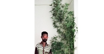 সাতক্ষীরায় গাছসহ গাঁজাচাষি গ্রেফতার