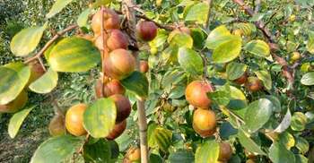 স্বাস্থ্যের জন্য এক অসাধারণ মৌসুমি উপহার বরই