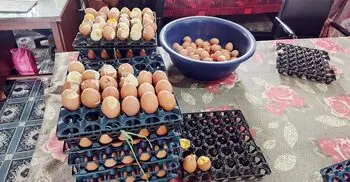 চাঁদপুরে মিড-ডে মিলে পচা ডিম