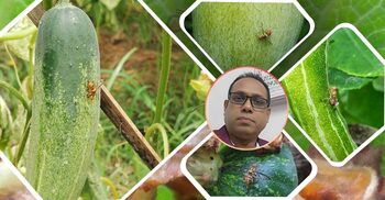 সবজি ও ফলের মাছি পোকা দমনের উপায়