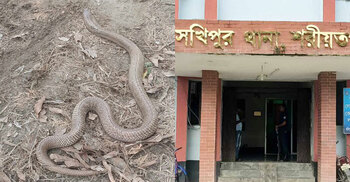 থানায় সাপ আতঙ্ক, সাপুড়ে ডাকলেন ওসি