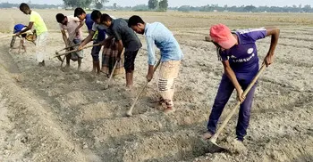 Seed potato crisis: Farmers forced to pay up to Tk 1,000 extra