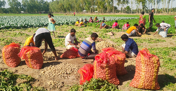 আগাম আলু তুলেও কম দামে হতাশ চাষিরা