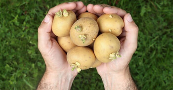 অঙ্কুরিত আলুতে স্বাস্থ্যঝুঁকি, জানুন গবেষণা কী বলছে