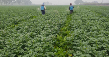 শীতে আলুক্ষেত বাঁচানোর উপায় জানালো কৃষি অধিদপ্তর