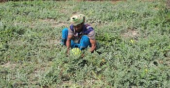 কলাপাড়ায় ২০০ কোটি টাকার তরমুজ বিক্রির আশা, মিষ্টি পানির সংকট