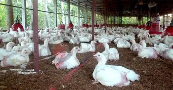 করপোরেট সিন্ডিকেট না ভাঙলে ১ নভেম্বর থেকে ডিম-মুরগি উৎপাদন স্থগিত