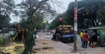 বিক্রি করা হয়েছে করলো ঢাবির স্বাধীনতা স্তম্ভের প্রাচীন কৃষ্ণচূড়া গাছটি