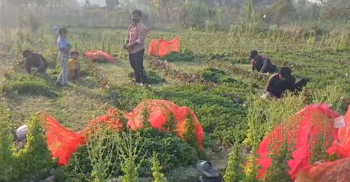 রমজান ঘিরে পাহাড়ের পাদদেশে পুদিনার আবাদ, অর্ধকোটির বাণিজ্যের আশা