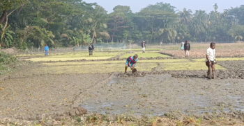 ঘন কুয়াশা ও শৈত্যপ্রবাহে ভোলায় বিপর্যস্ত বোরো বীজতলা