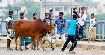 কোরবানির সুষ্ঠু ব্যবস্থাপনা নিশ্চিতে আন্তঃমন্ত্রণালয় কমিটি