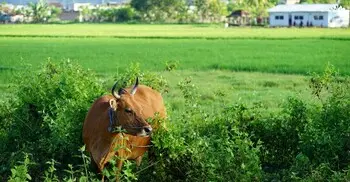 হজে থাকা ব্যক্তি নিজ দেশে কোরবানি করতে পারবেন?