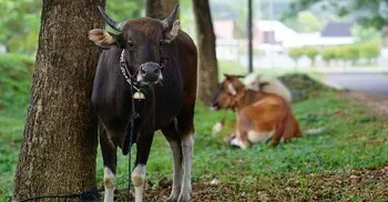 প্রবাসীর কোরবানি তার ঈদের নামাজের পর হওয়া জরুরি?