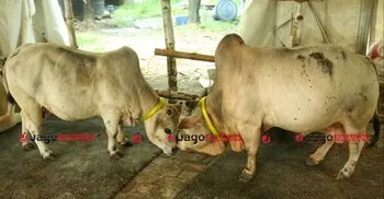 শরিক জোড় সংখ্যক হলে কোরবানি শুদ্ধ হবে?