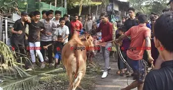 দাতব্য সংস্থার মাধ্যমে কোরবানি করলে ওয়াজিব আদায় হবে?