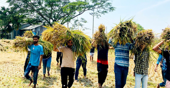 কিশোরগঞ্জে কৃষকের ধান কাটা শুরু করলো ছাত্রলীগ