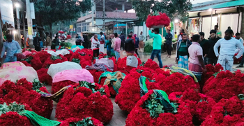 গোলাপ গ্রামে ছত্রাকের হানা, ফুলের দাম বেড়ে তিনগুণ