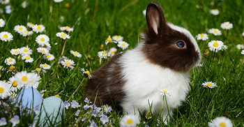 Pet rabbits require freedom to exercise: Study
