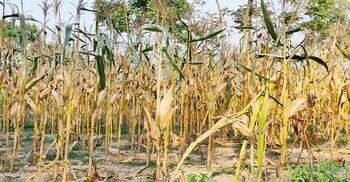 বৃষ্টি না হলে বড় ধরনের ক্ষতির আশঙ্কায় চাষিরা