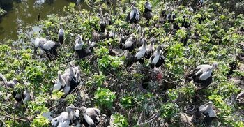 পরিযায়ী পা‌খির কলতানে মুখরিত শিবরামপুর