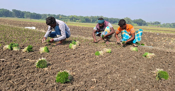 রাজবাড়ীতে ৪ লক্ষাধিক মেট্রিক টন হালি পেঁয়াজ উৎপাদনের আশা