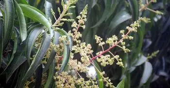 রাজশাহীর গাছে গাছে আমের আগাম মুকুল, পরিপর্যায় ব্যস্ত কৃষক